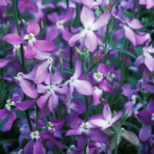 Matthiola evening scented stosk (Bicornis) Маттиола серия Bicornis